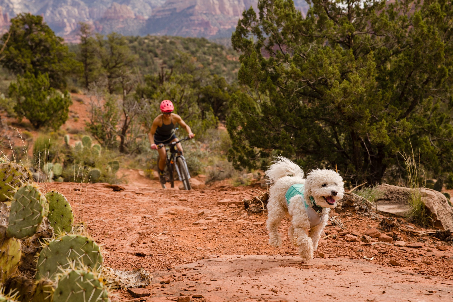 Summer Cooling Gear for Dogs | Evaporative Cooling Jackets | Ruffwear