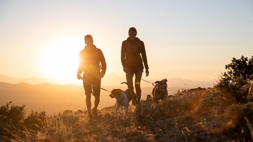 Choosing The Best Dog Harness For Your Next Adventure Ruffwear