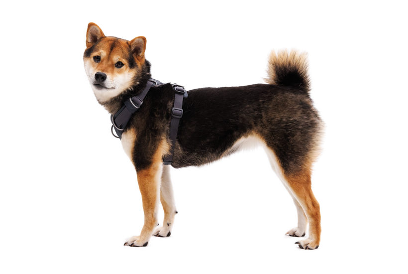 Dog top harness price