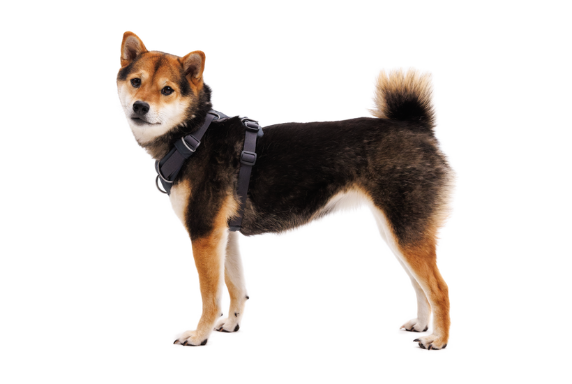 CountryFox™ Dog Harness