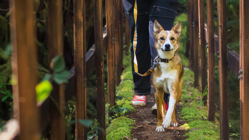 Dog wearing crag collar and leash walks across mossy footbridge on hike.