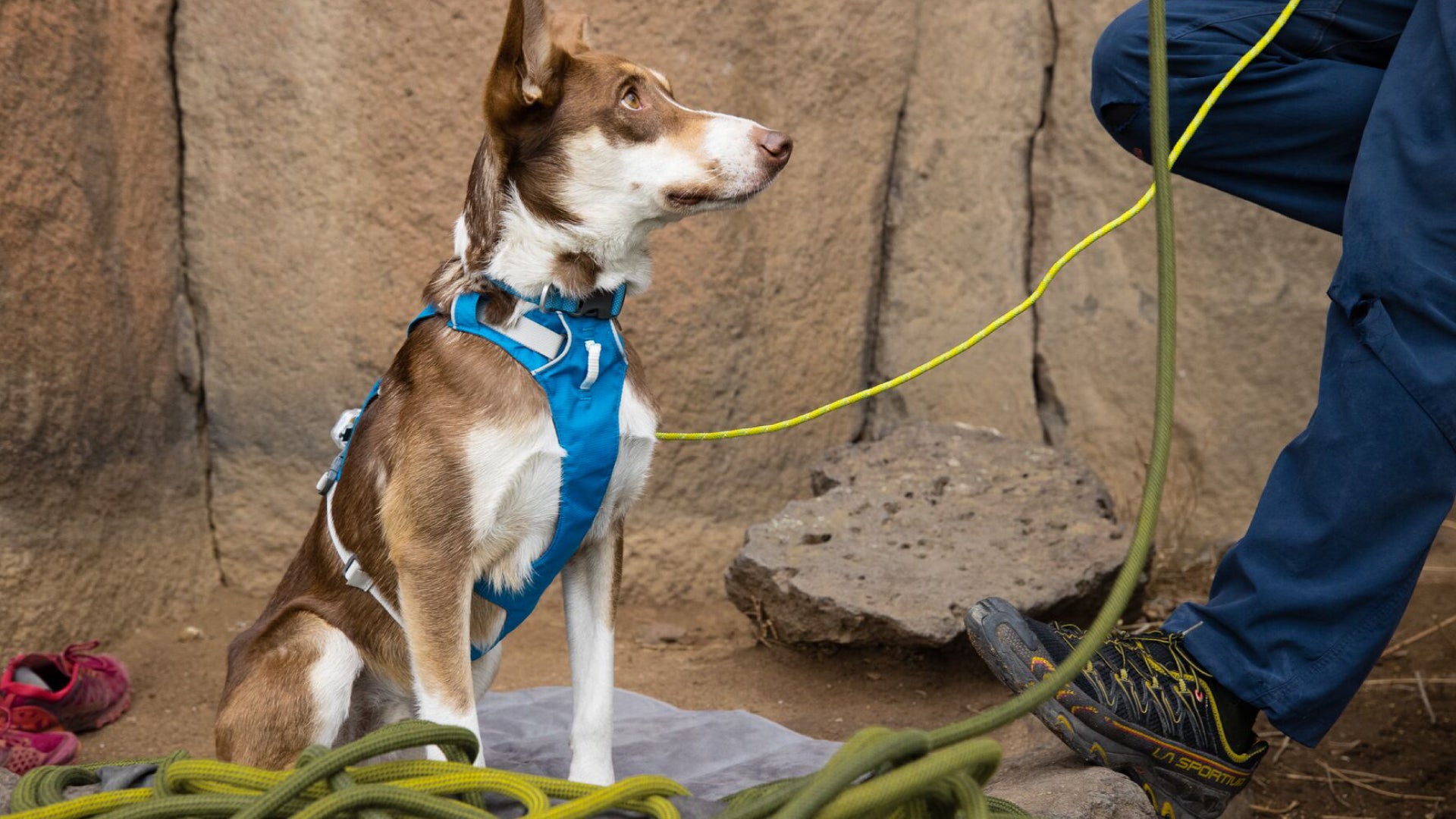 Flagline Dog Harness with Handle Strong Lightweight Lift