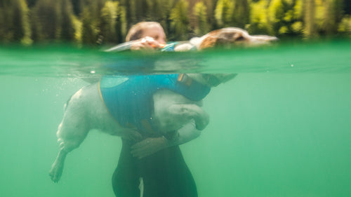 Underwater shot of dog swimming in float coat.