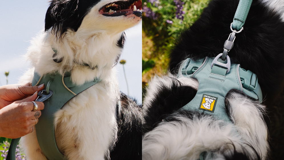 How to: Fit & Adjust the Front Range® Harness Video Thumbnail