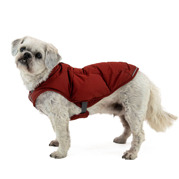Studio shot of small dog puffy jacket.