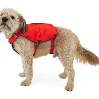 Dog in switchbak harness.