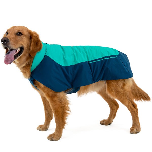 Studio shot of dog in aurora teal vert jacket.