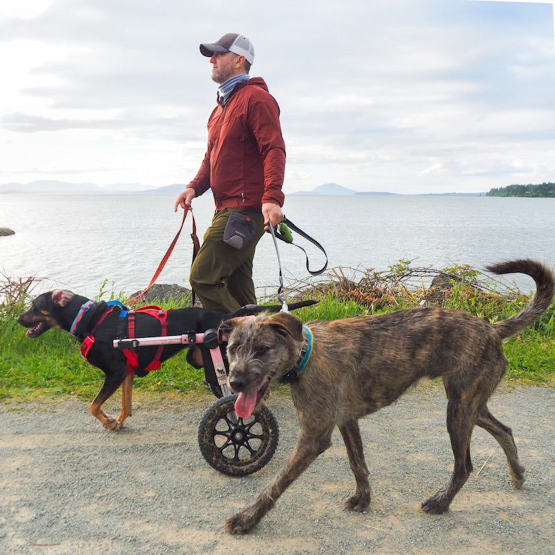 Noodle and Seamus walk with human along gravel trail by ocean.