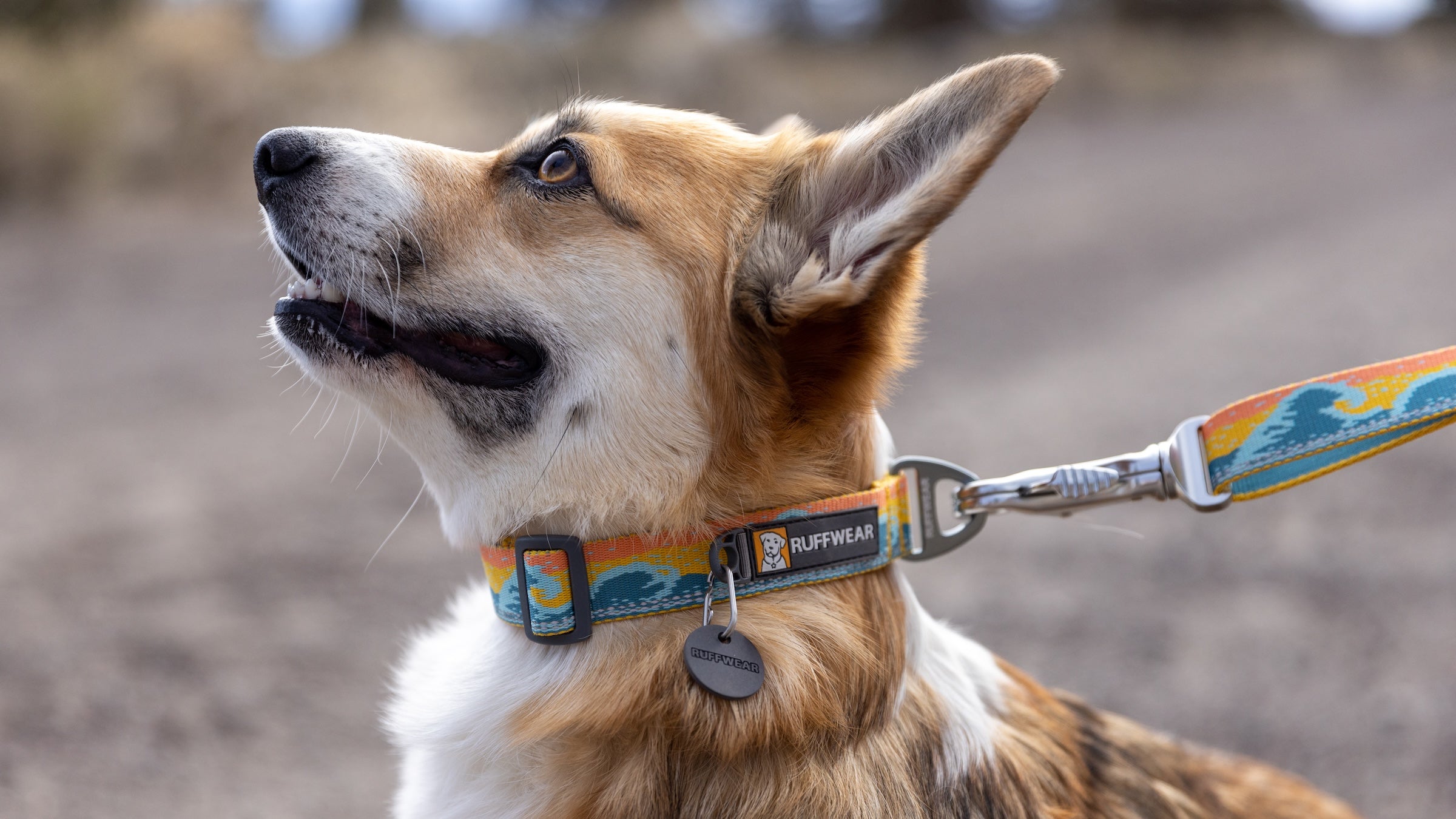 The office dog sales collar