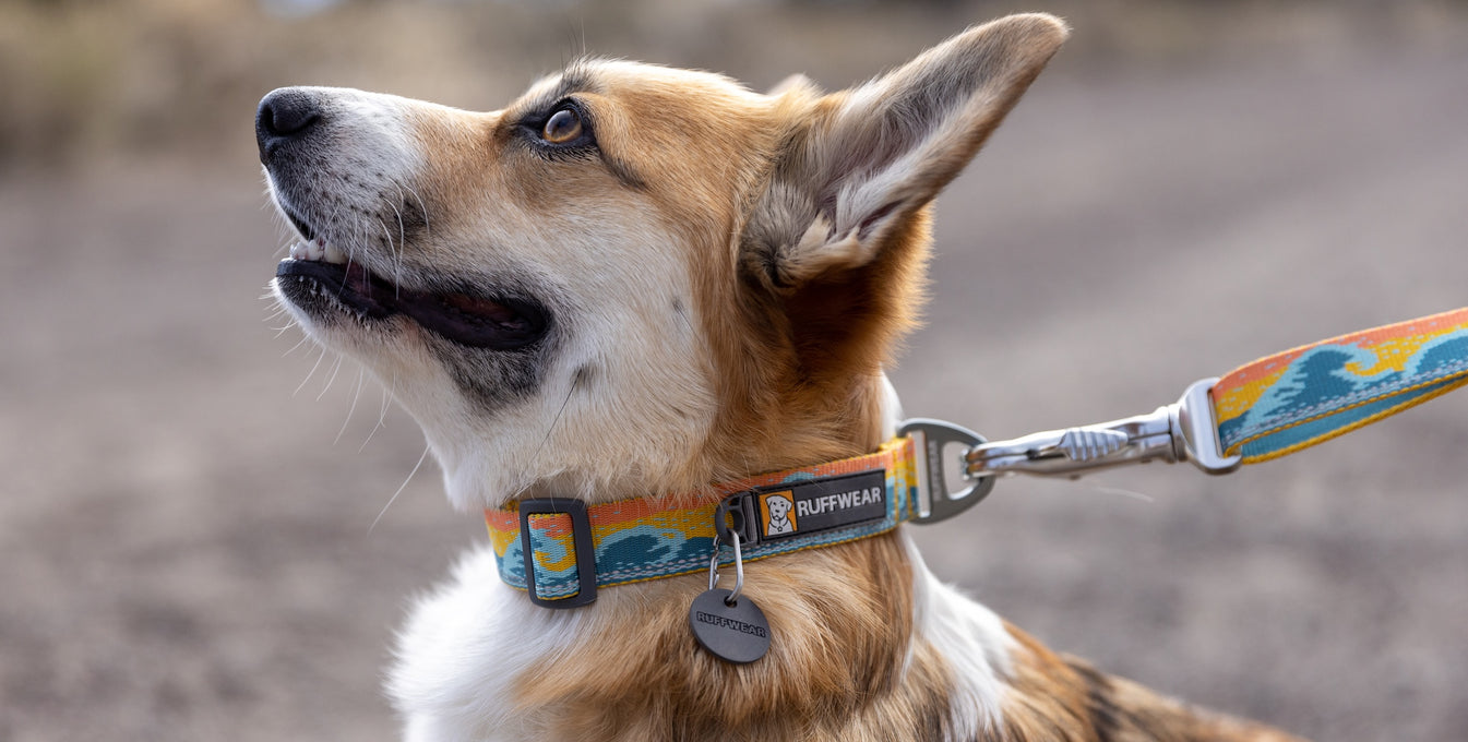 Best Dog Accessories For Summer: Collars, Leashes, and More