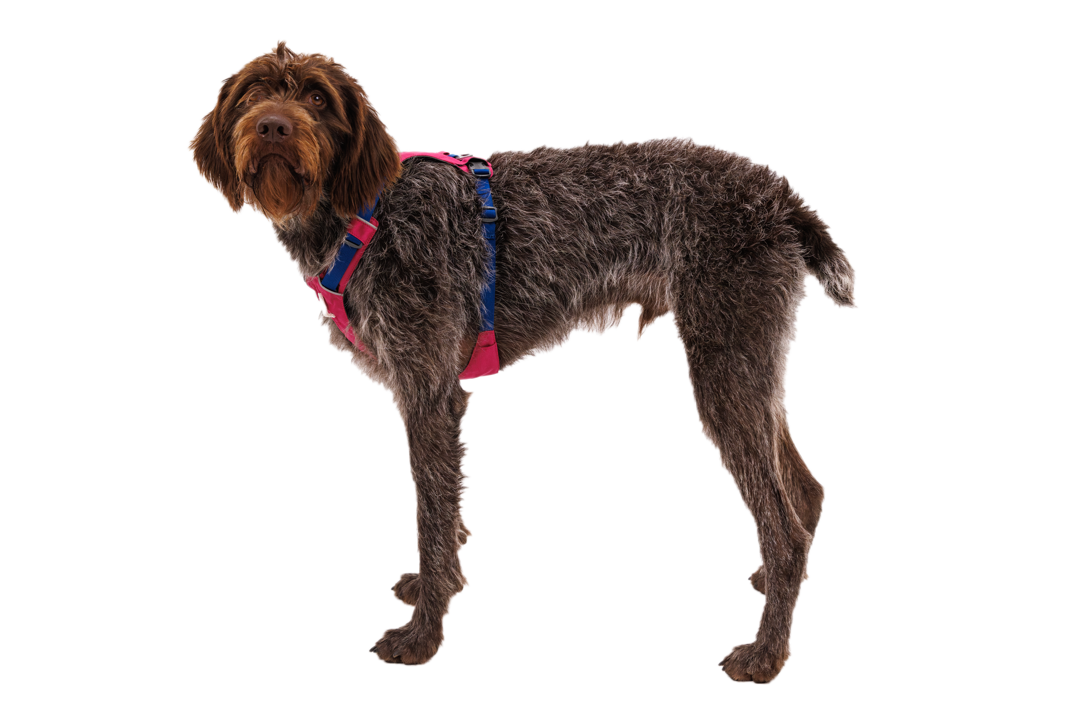 Halti comfy best sale dog harness