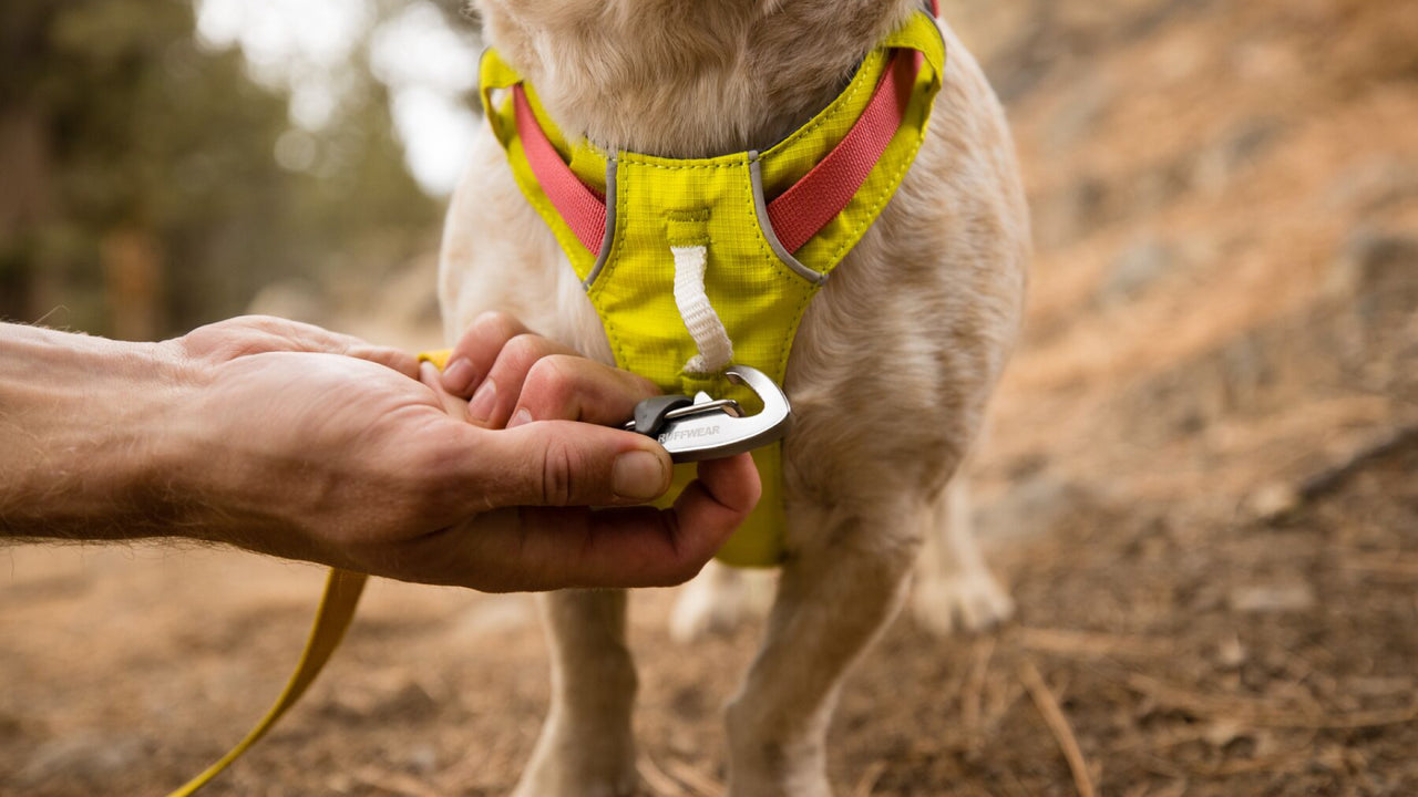 Ruffwear Hi & Light Lightweight Dog Collar - Australia Dispatch - Canine  Spirit Australia