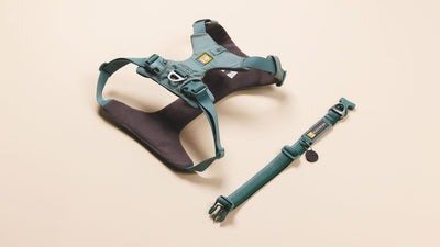 Front range harness and collar.