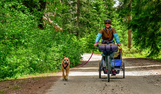 Best dog harness for biking best sale