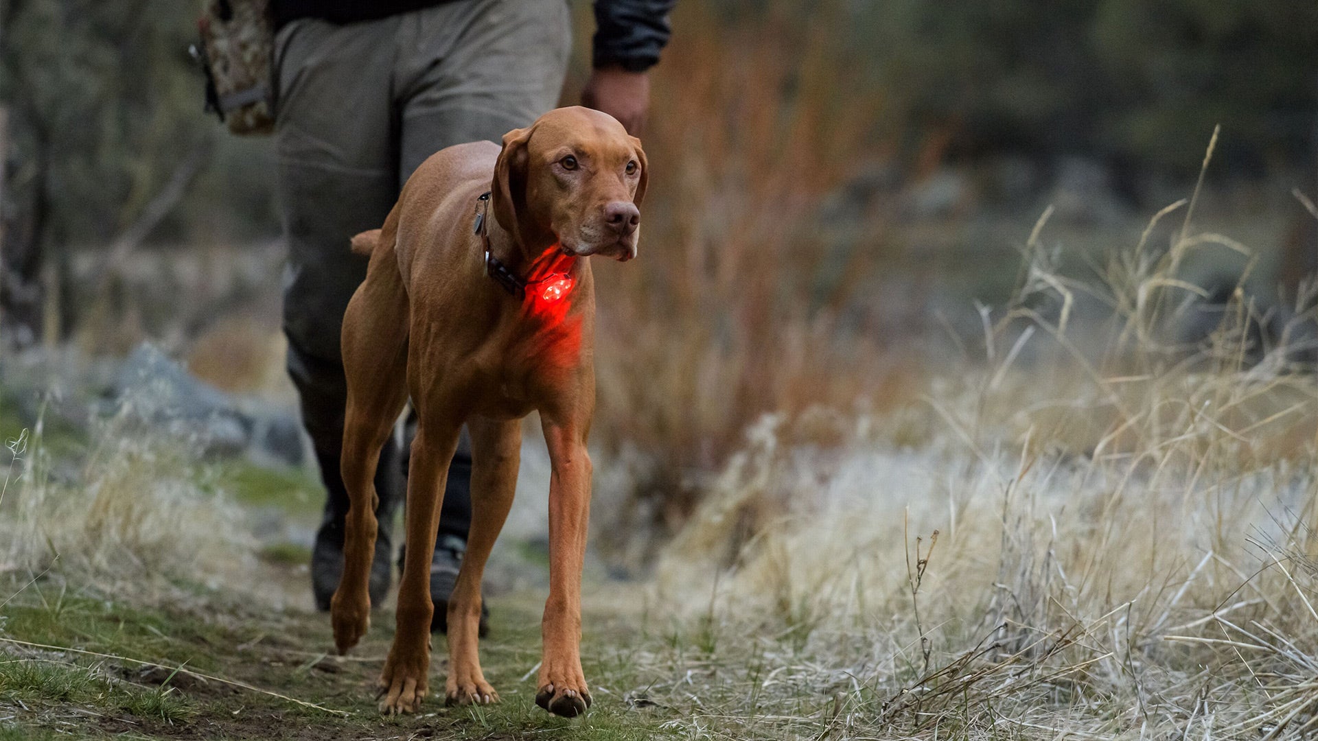 Waterproof Rechargeable Dog Safety Light The Beacon Ruffwear