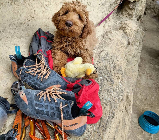 Doodle puppy sits on bag surrounded by dog toy, climbing shoes and quickdraws by rocky outdoor wall for climbing.