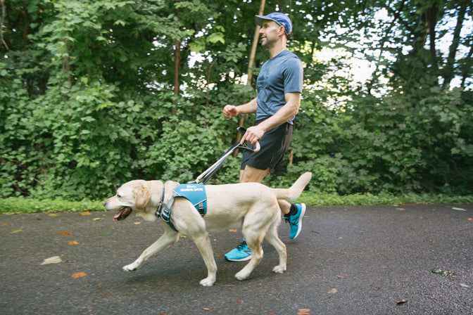 Runner walks with dog in Unifly harness on paved path in park.