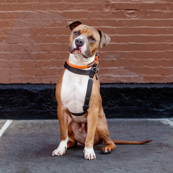 Malcolm sits in front of a brick wall.