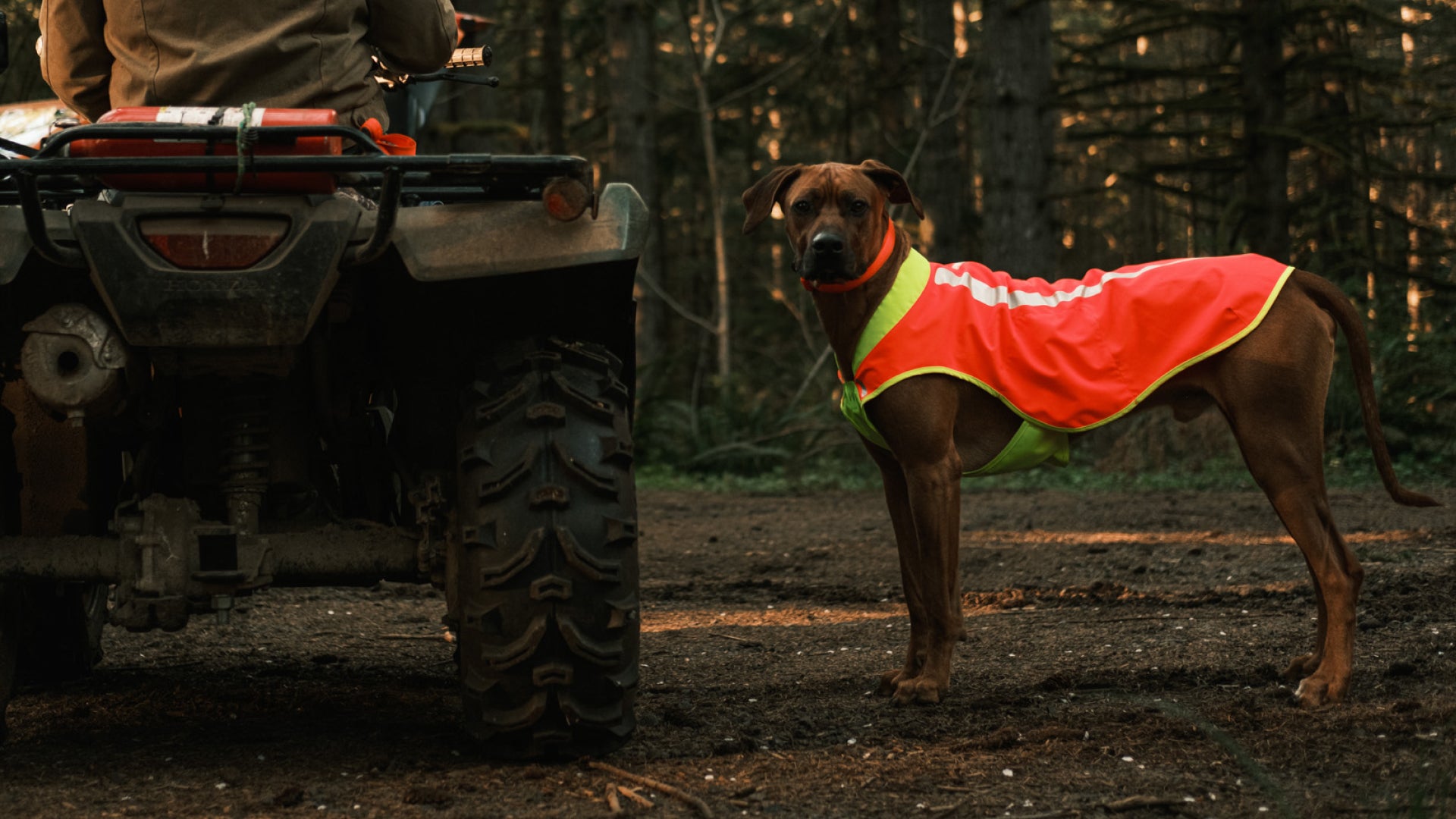 Lumenglow™ High-Vis Vest | Ruffwear