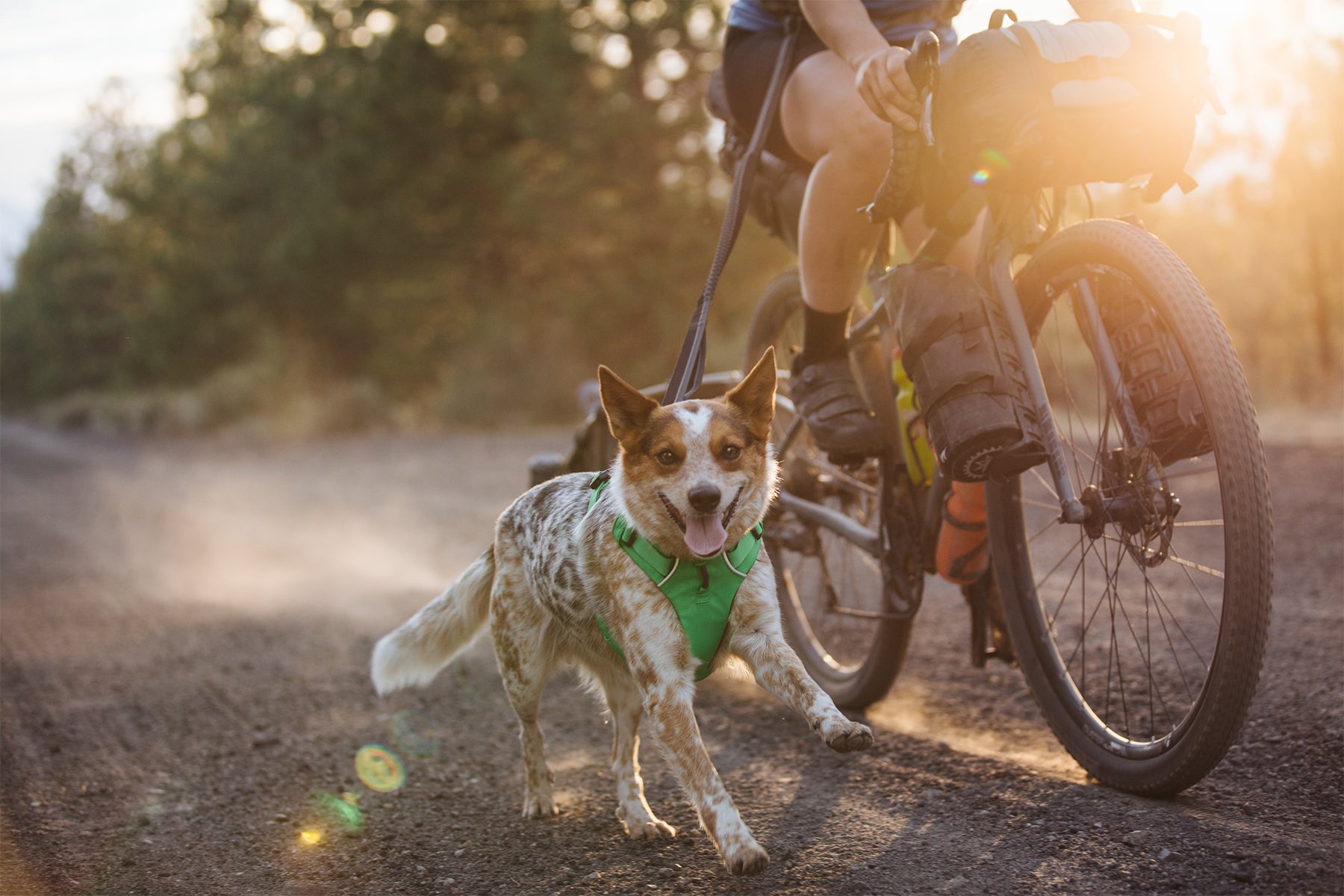 Mountain bike dog clearance leash