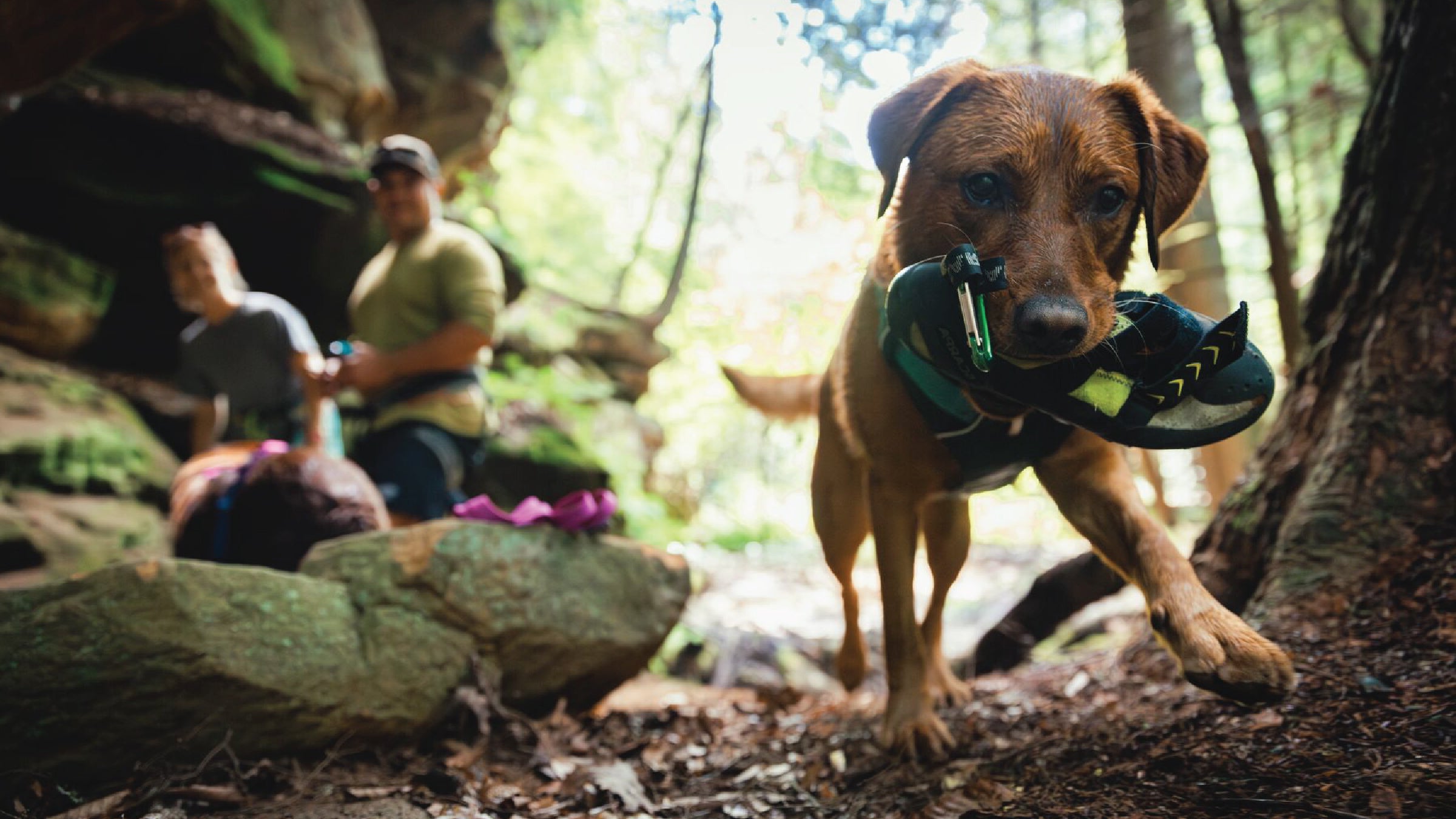 How to Clean Dirty Dog Collars Boots and Other Gear Ruffwear