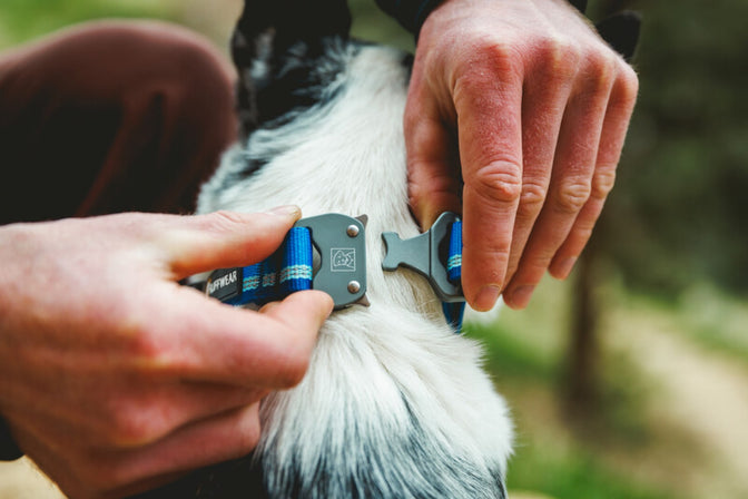 talon buckle