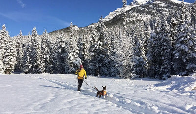 Bronwyn skijors with dog Arnie in the snowy mountains.