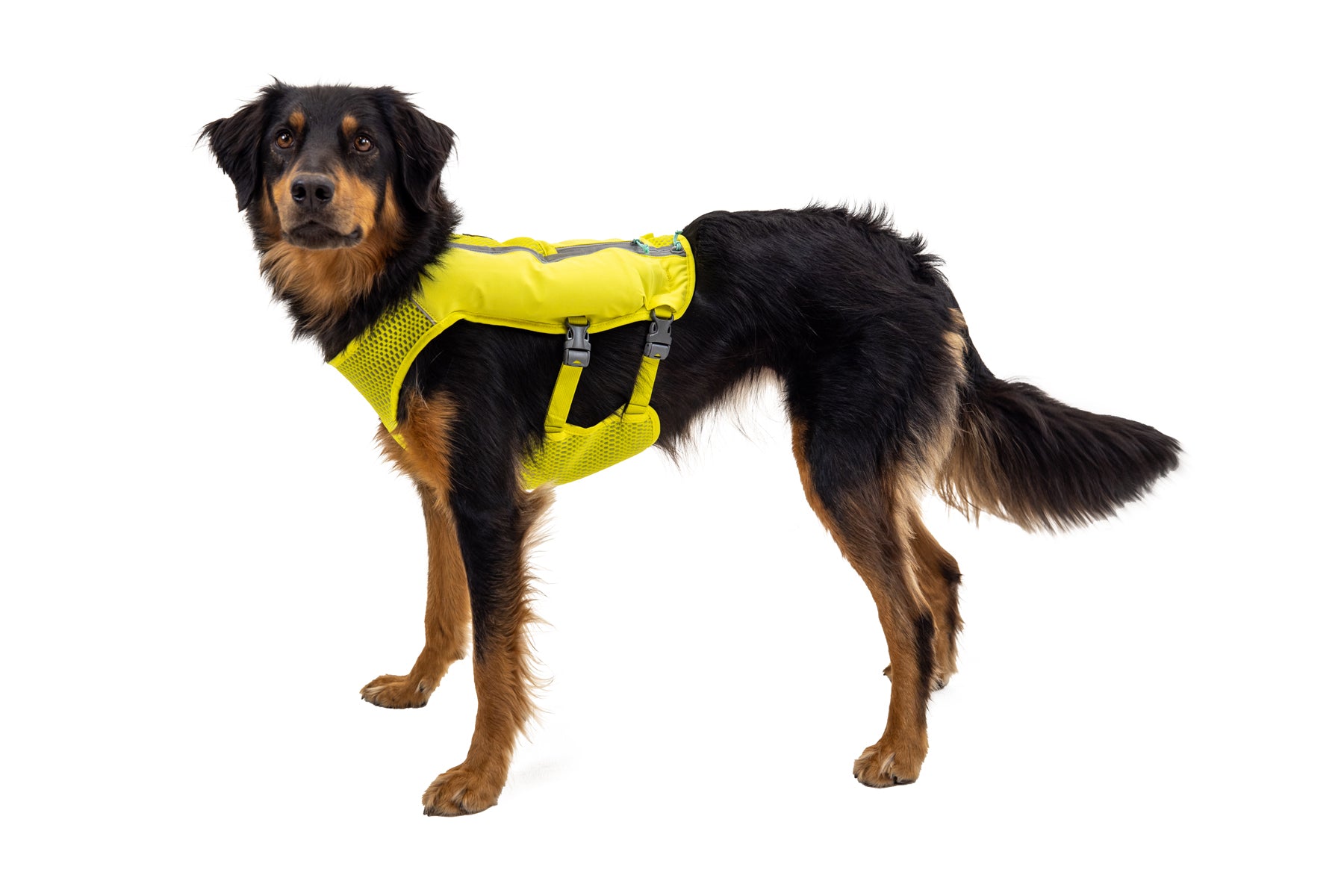 Hiking vest for outlet dogs