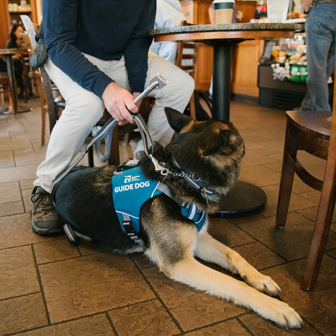 Guide dog german shepherd sits at feet of man in coffee shop wearing unifly harness.