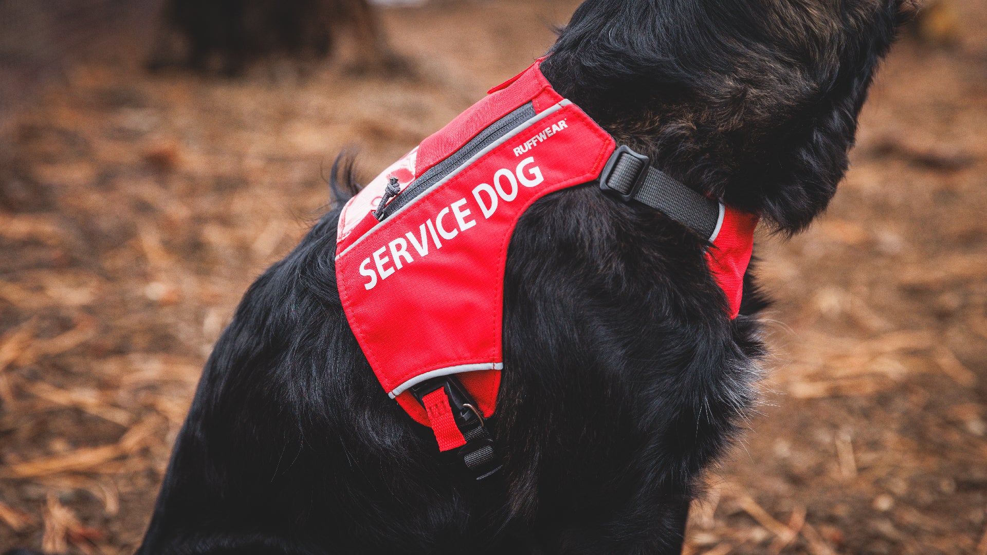 Ruffwear service dog clearance vest