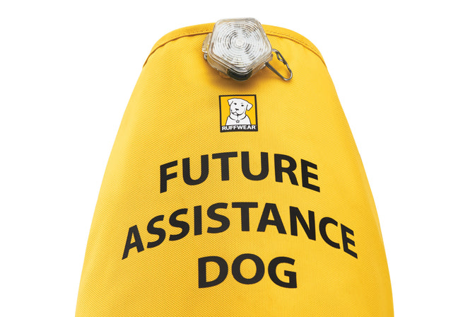 Top of protege vest reads future assistance dog and has beacon attached.
