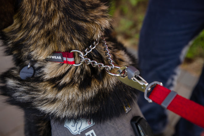 Metal cinch on dog collar on dog.