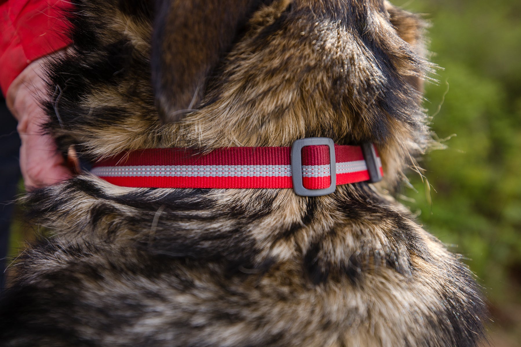 Chain reaction outlet dog collar