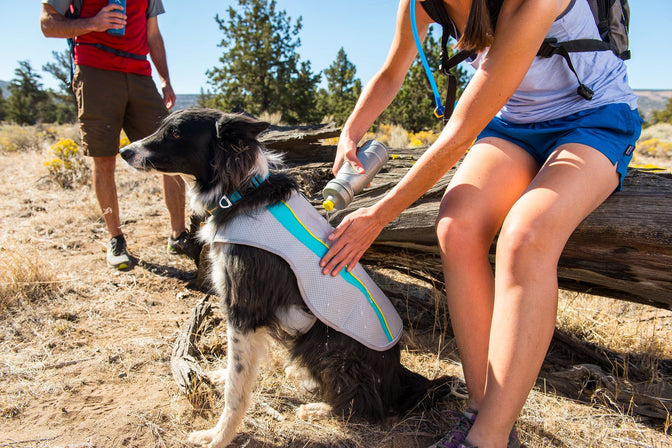 Woman pours water on back of swamp cooler on dog during hike in the high desert.