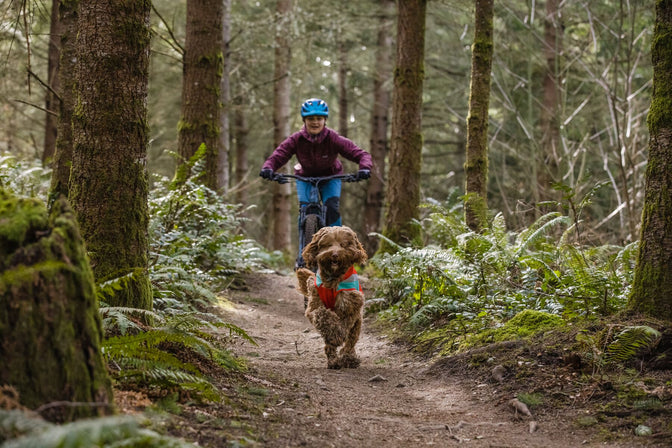 Dog in lumenglow runs along trail in front of mountain biker.