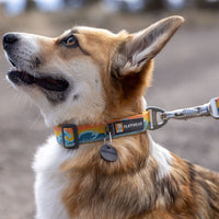 Corgi with rising wave leash and collar smiles for a treat.