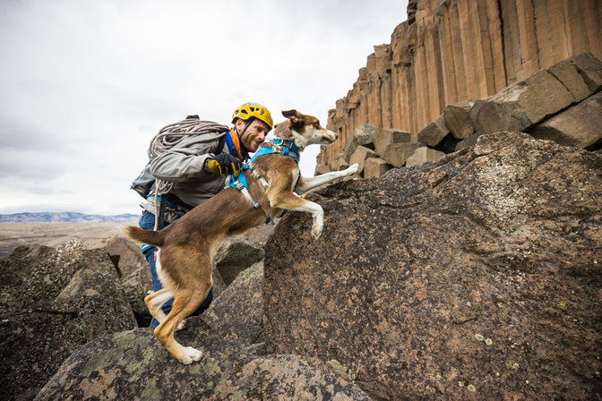 Dogs That Climb Rocks Rock Climbing | Gear For Crag Dogs | Ruffwear