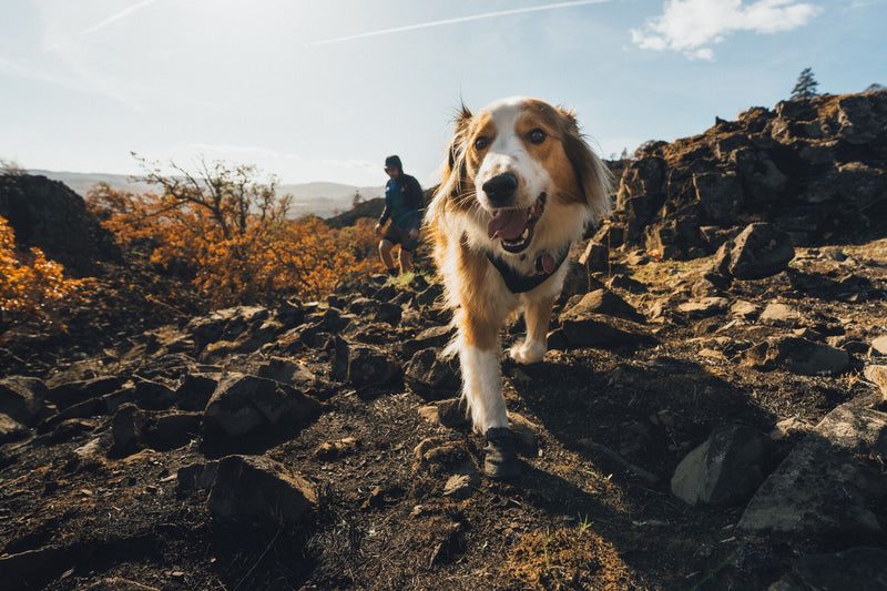 6 Tips For Breaking In Ruffwear Dog Boots
