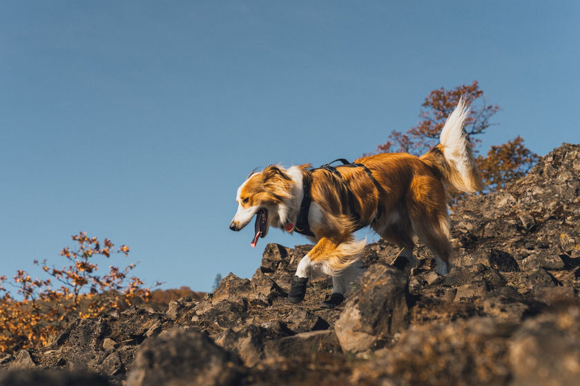 About the Ridgeline™ Shoes Video Thumbnail