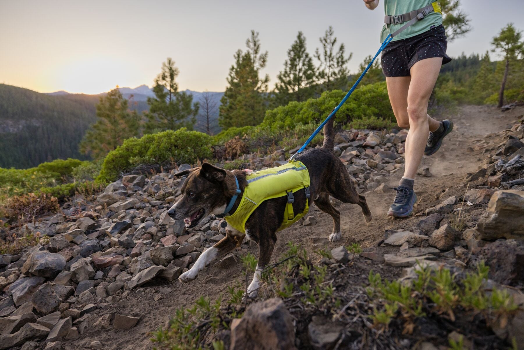Dog store jogging harness