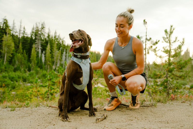 Choosing the Right Dog Leash