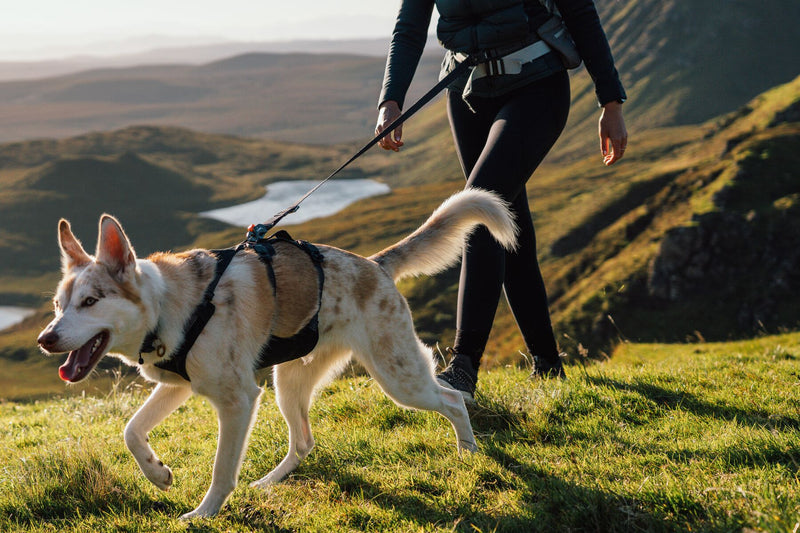 Choosing the Right Dog Leash