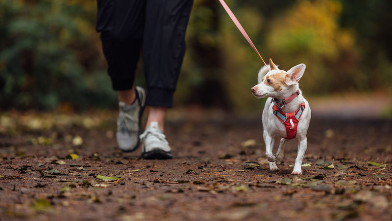 About the Hi & Light™ Collar