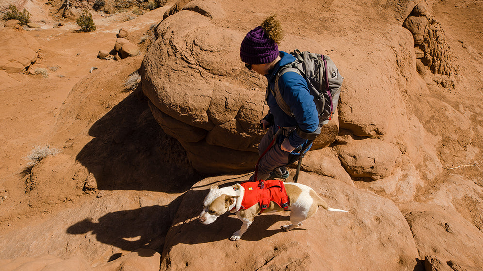 About: The Web Master™ Dog Harness Video Thumbnail