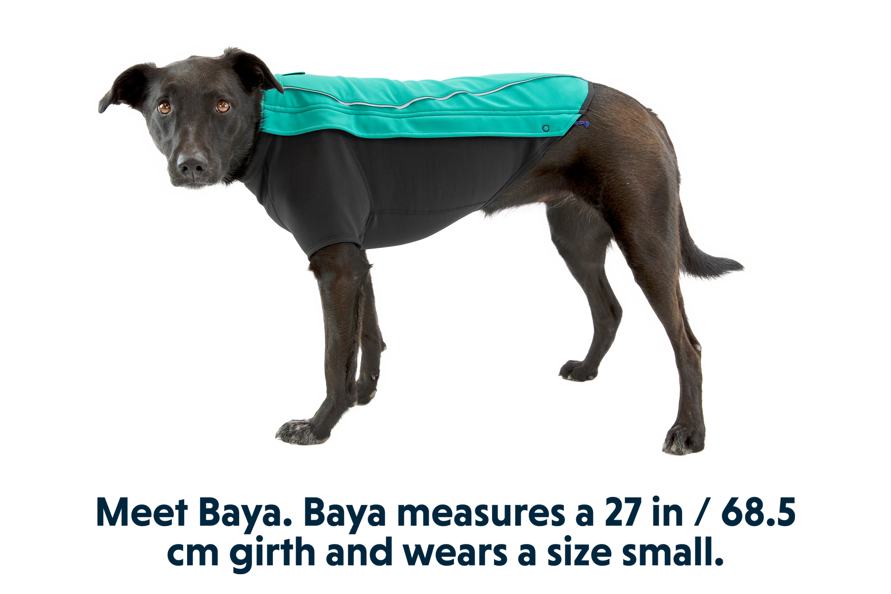 Cloud chaser dog deals jacket