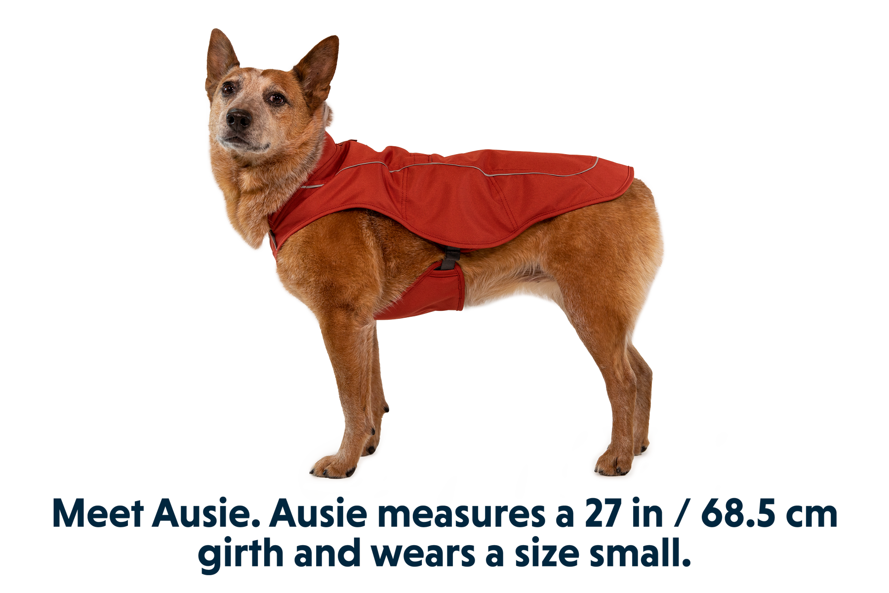 Ruffwear k9 overcoat dog jacket store