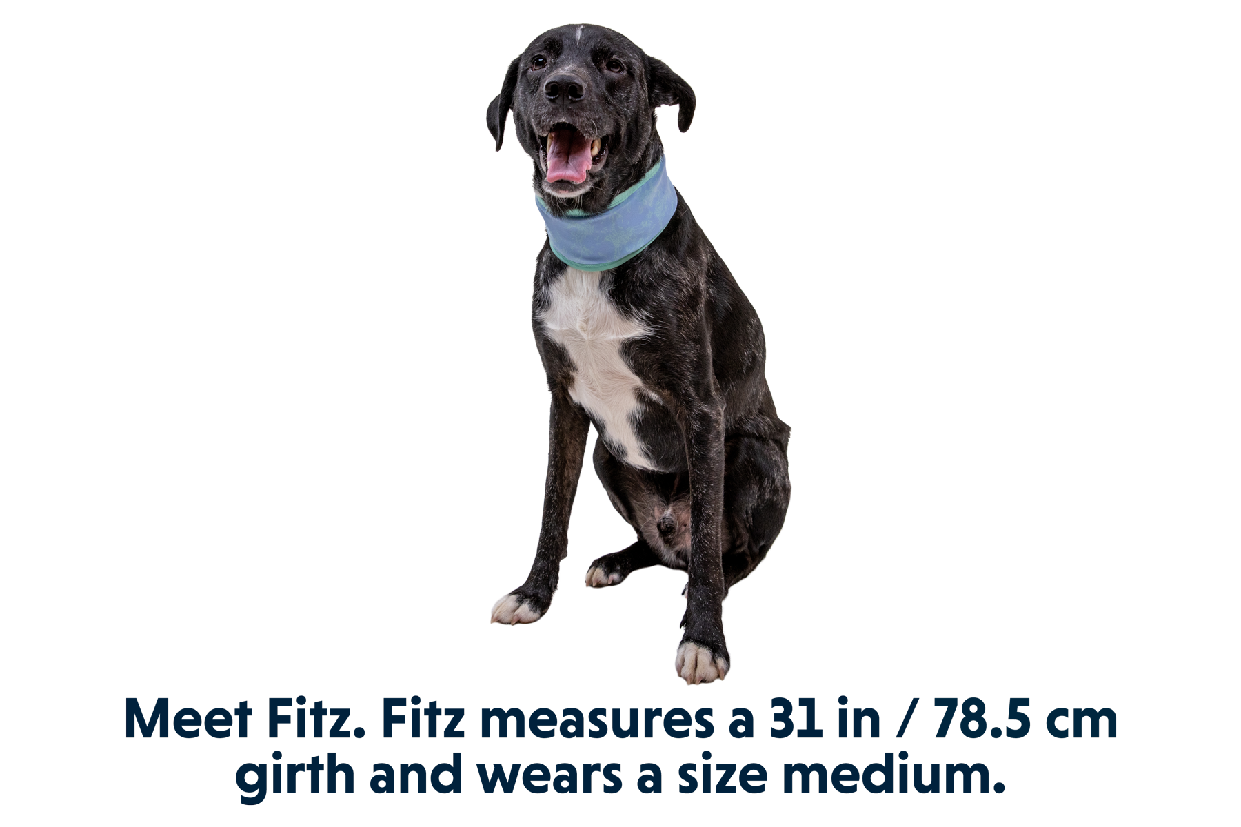 Dog neck gaiter best sale