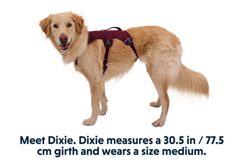 Web Master™ Dog Harness with Handle | Ruffwear Web Master™ Dog Harness with Handle | Ruffwear