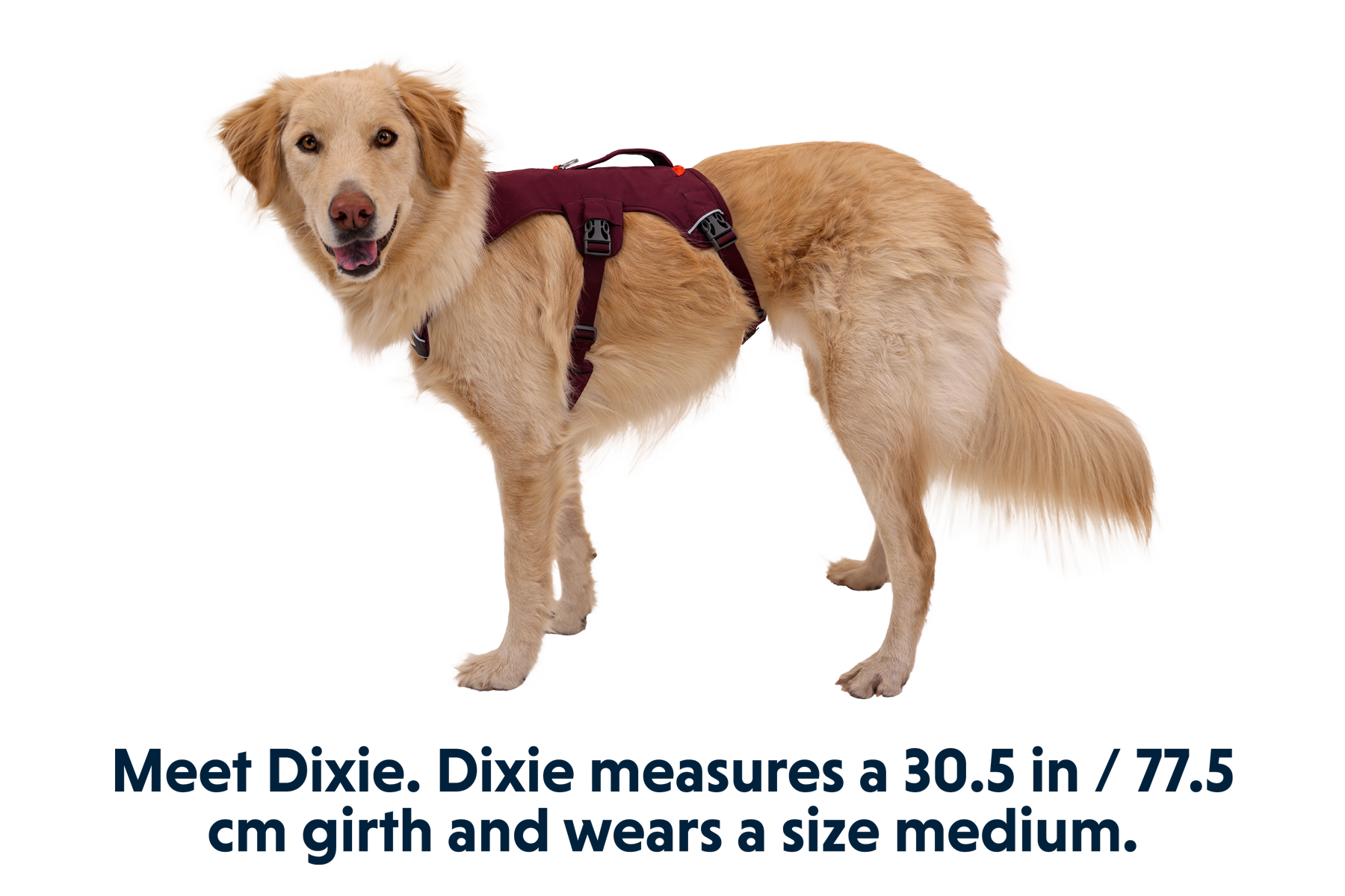 Ruffwear online webmaster sizing