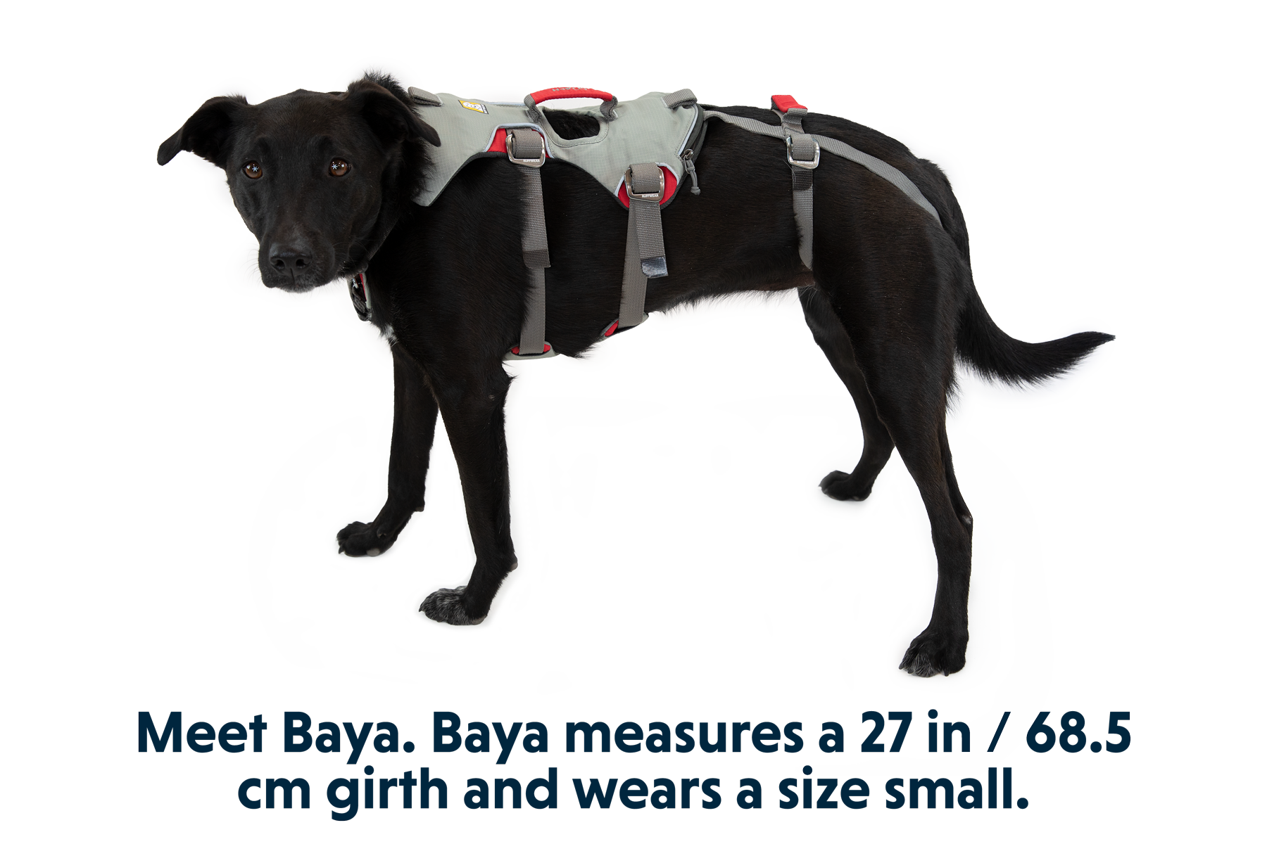 Doubleback™ Full Body Dog Safety Harness Ruffwear